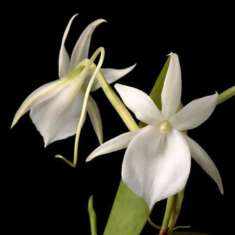 Angraecum leonis