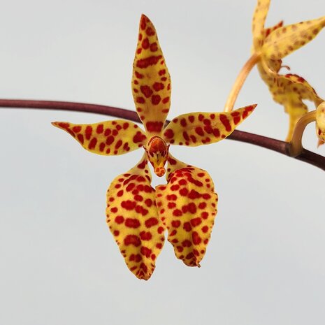 Renanthera monachica on cork