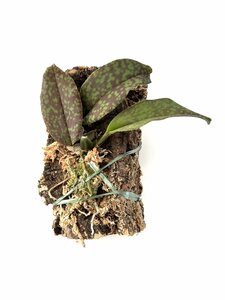 Psychopsis papilio on cork