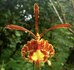 Psychopsis papilio on cork_